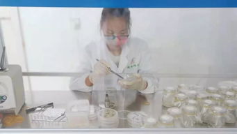 玉米單倍體工廠化技術服務 革新育種效率的關鍵支撐